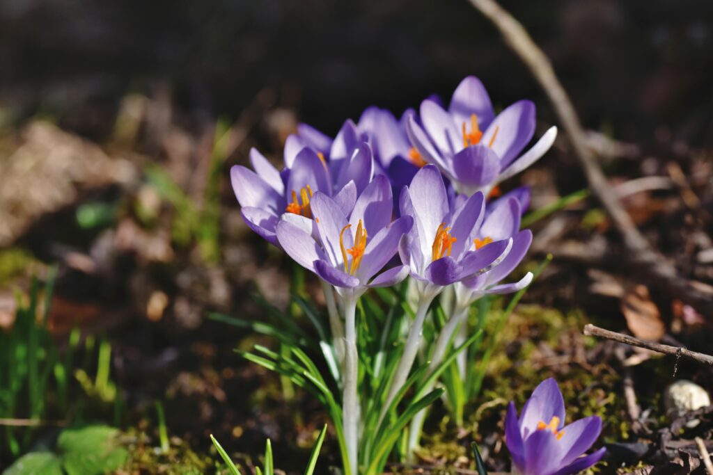 Close-up of vivid purple crocus flowers blooming in a natural setting, symbolizing spring