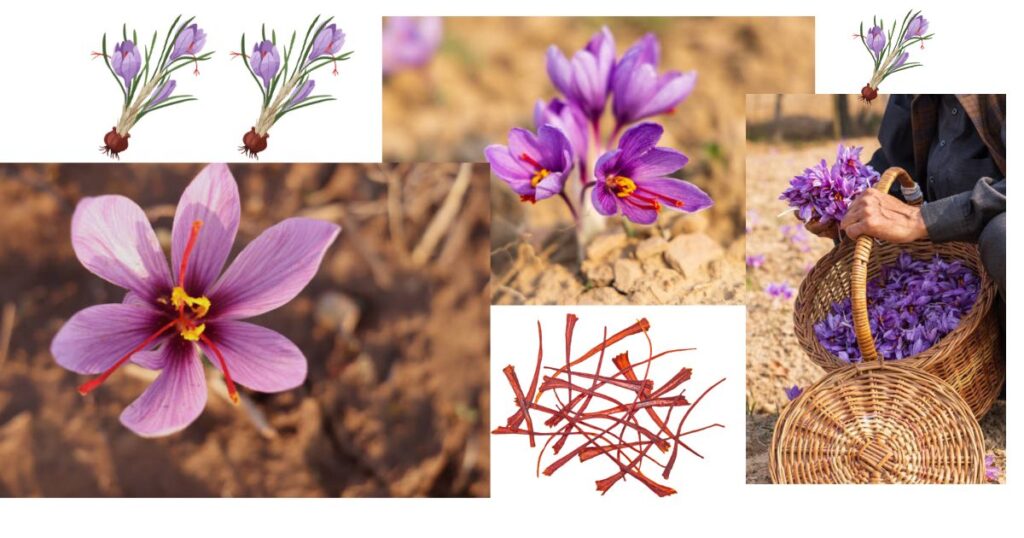 saffron kashmiri